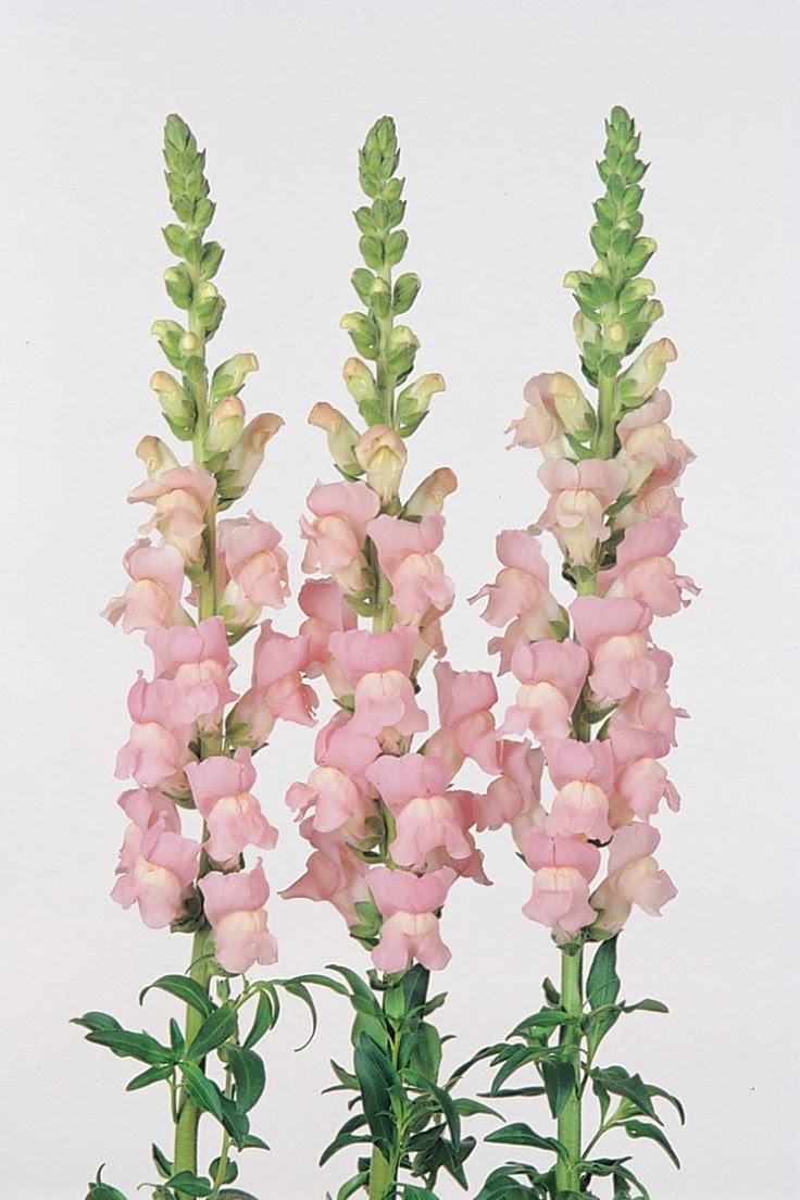 Mystic Twilight Floral Embrace